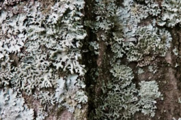 Sergey Kolosov's photo